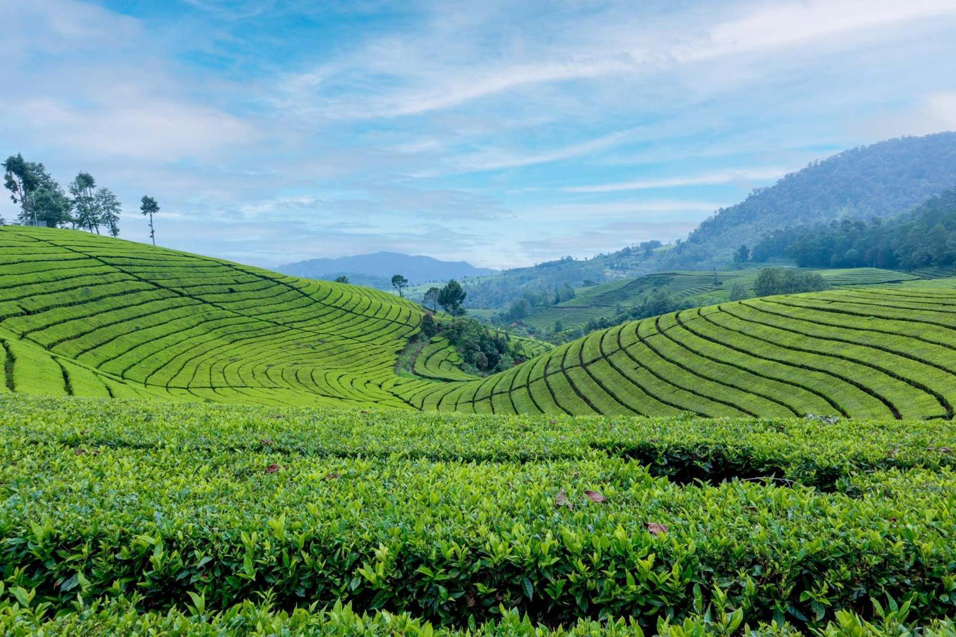 Stayvista's Tree Tops & Tea Trails: Mountain-View Villa in Tea Plantation Darjeeling  Exterior photo